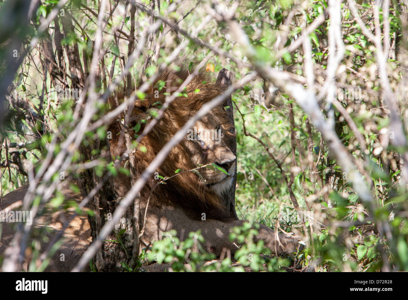 Lion in the bushes hi-res stock photography and images - Alamy
