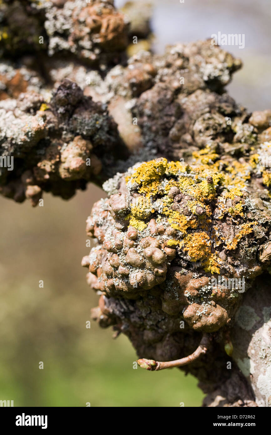 Galls and lichens on an Acer tree. Stock Photo