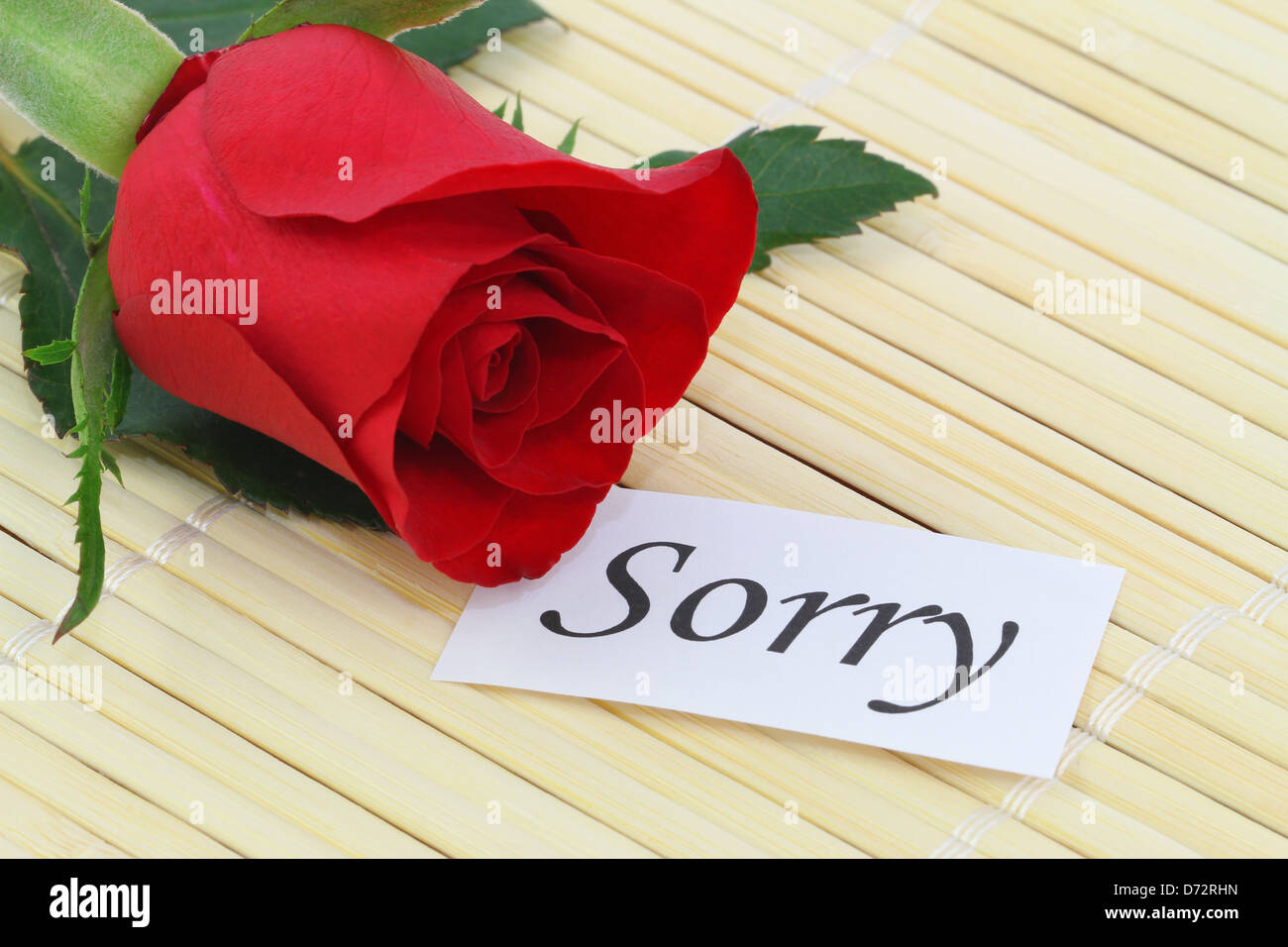 Sorry note with red rose Stock Photo Alamy