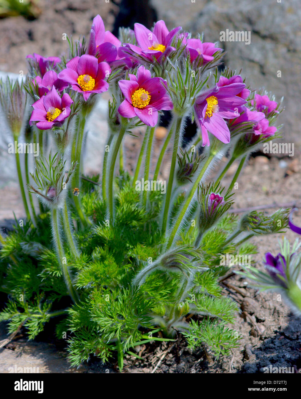 Pasque flowers spring flowers Pulsatilla vulgaris Stock Photo Alamy