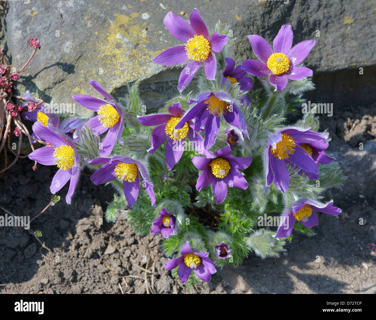 Pasque flowers spring flowers Pulsatilla vulgaris Stock Photo