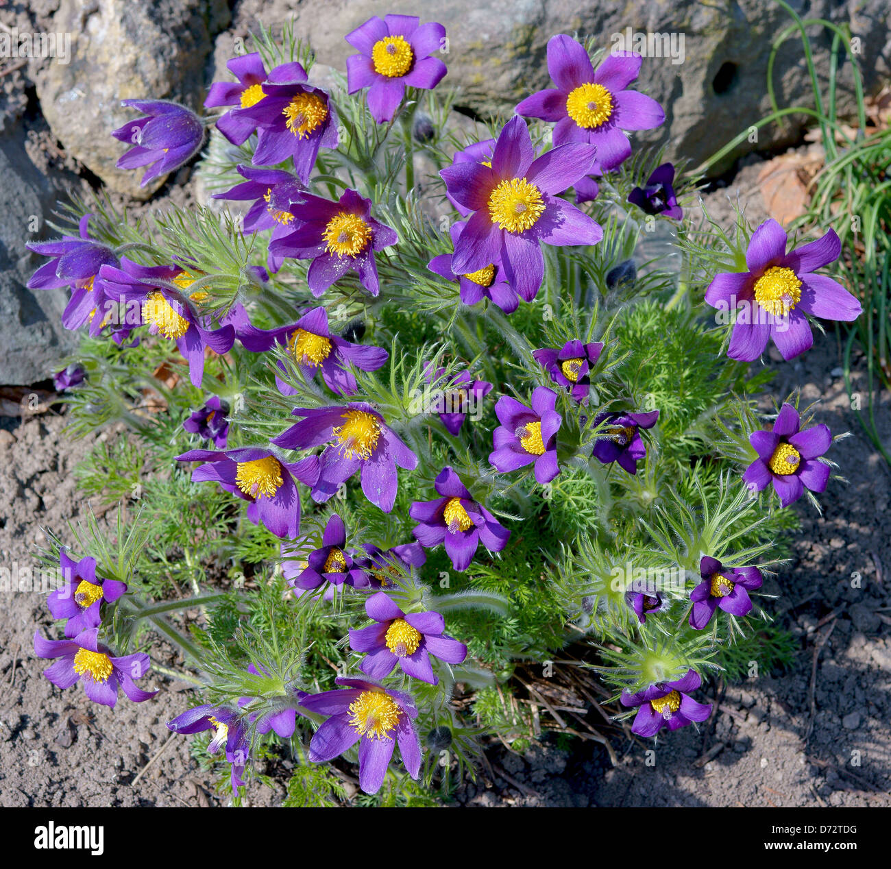 Pasque flowers spring flowers Pulsatilla vulgaris Stock Photo