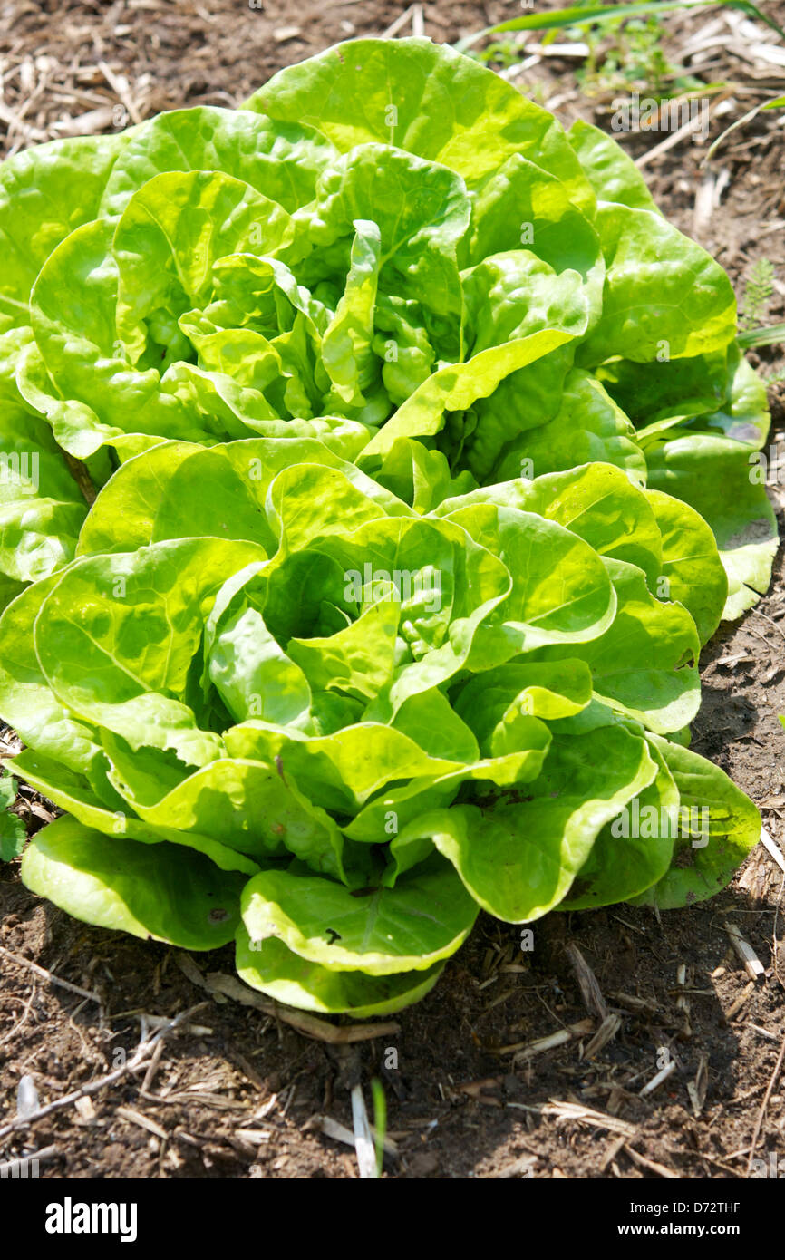 Two Butter lettuces in a farmers garden. Stock Photo