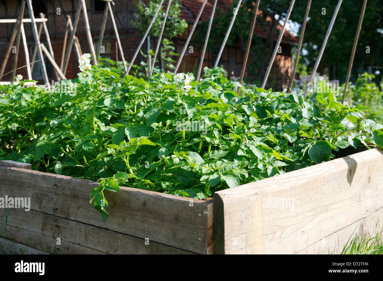 Potatoes in a raised garden bed Stock Photo Alamy