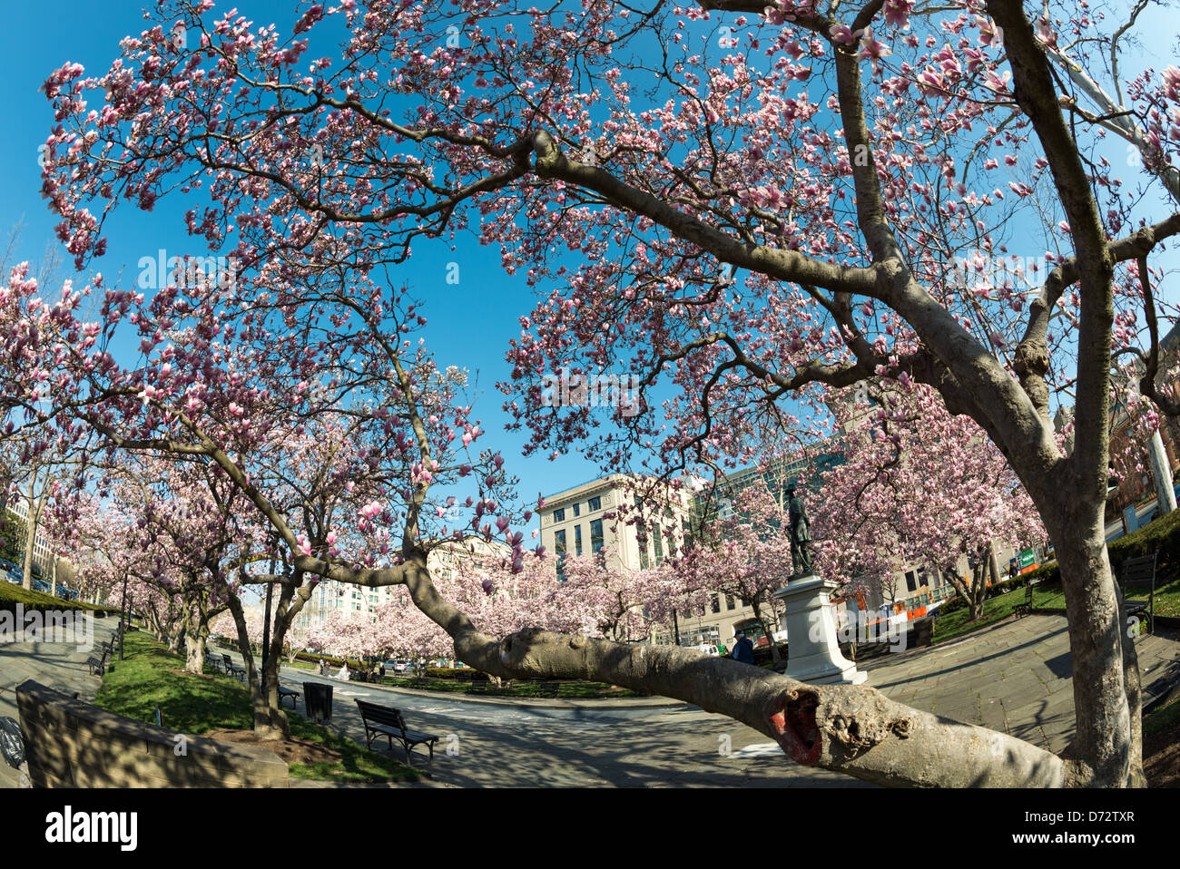 WASHINGTON DC, USA - Tulip Magnolias in spring bloom in Rawlins Park in northwest Washington DC. The statue from which the park gets its name is of Major General John A. Rawlins, advisor to Ulysses S. Grant. Stock Photo