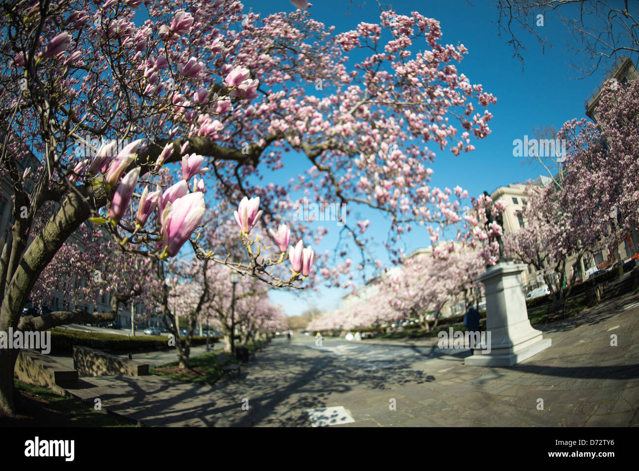 WASHINGTON DC, USA - Tulip Magnolias in spring bloom in Rawlins Park in the Foggy Bottom neighborhood of northwest Washington DC. The statue from which the park gets its name is of Major General John A. Rawlins, advisor to Ulysses S. Grant. Stock Photo