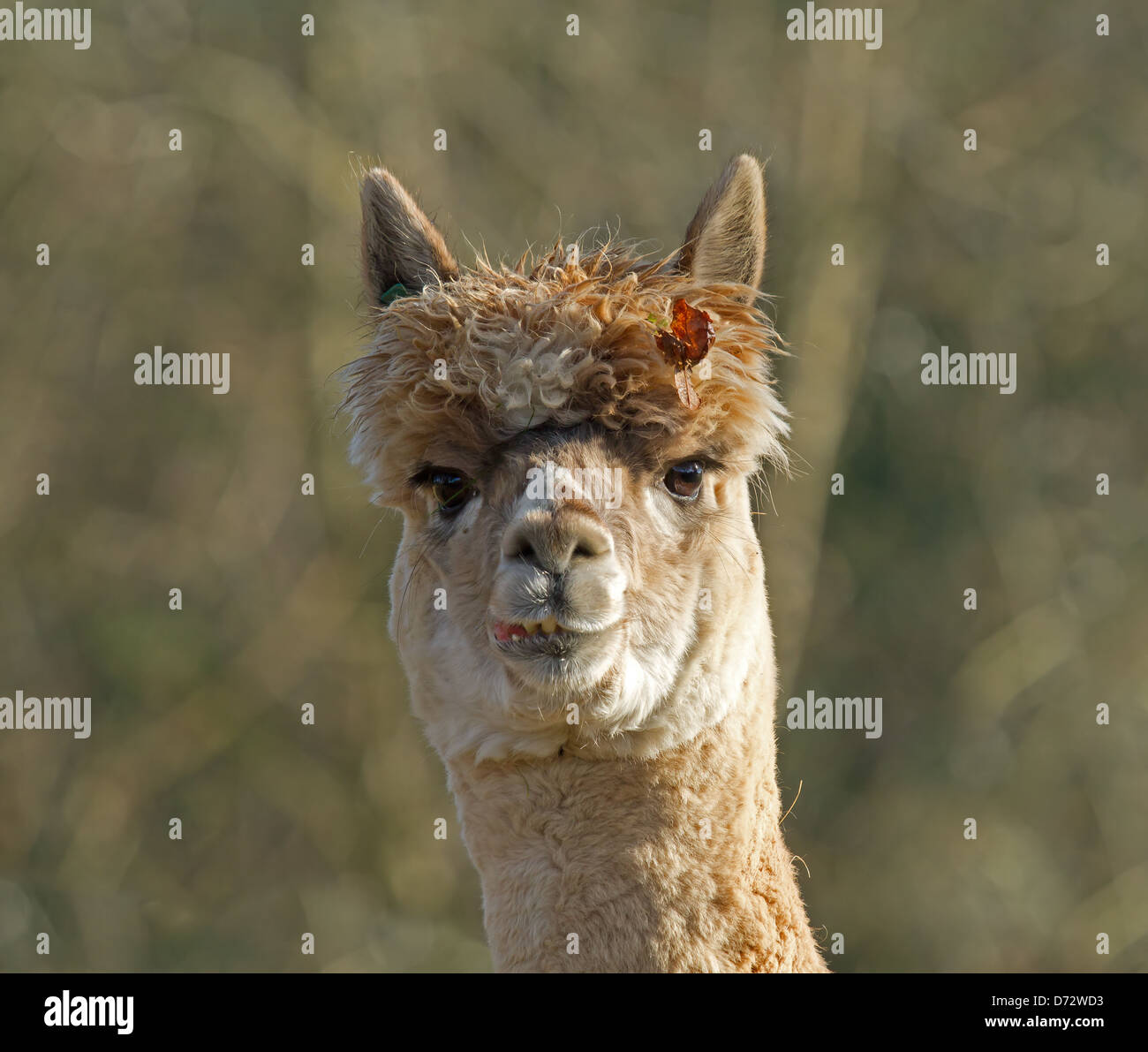 Head shot of Alpaca with leaf caught in hair Stock Photo
