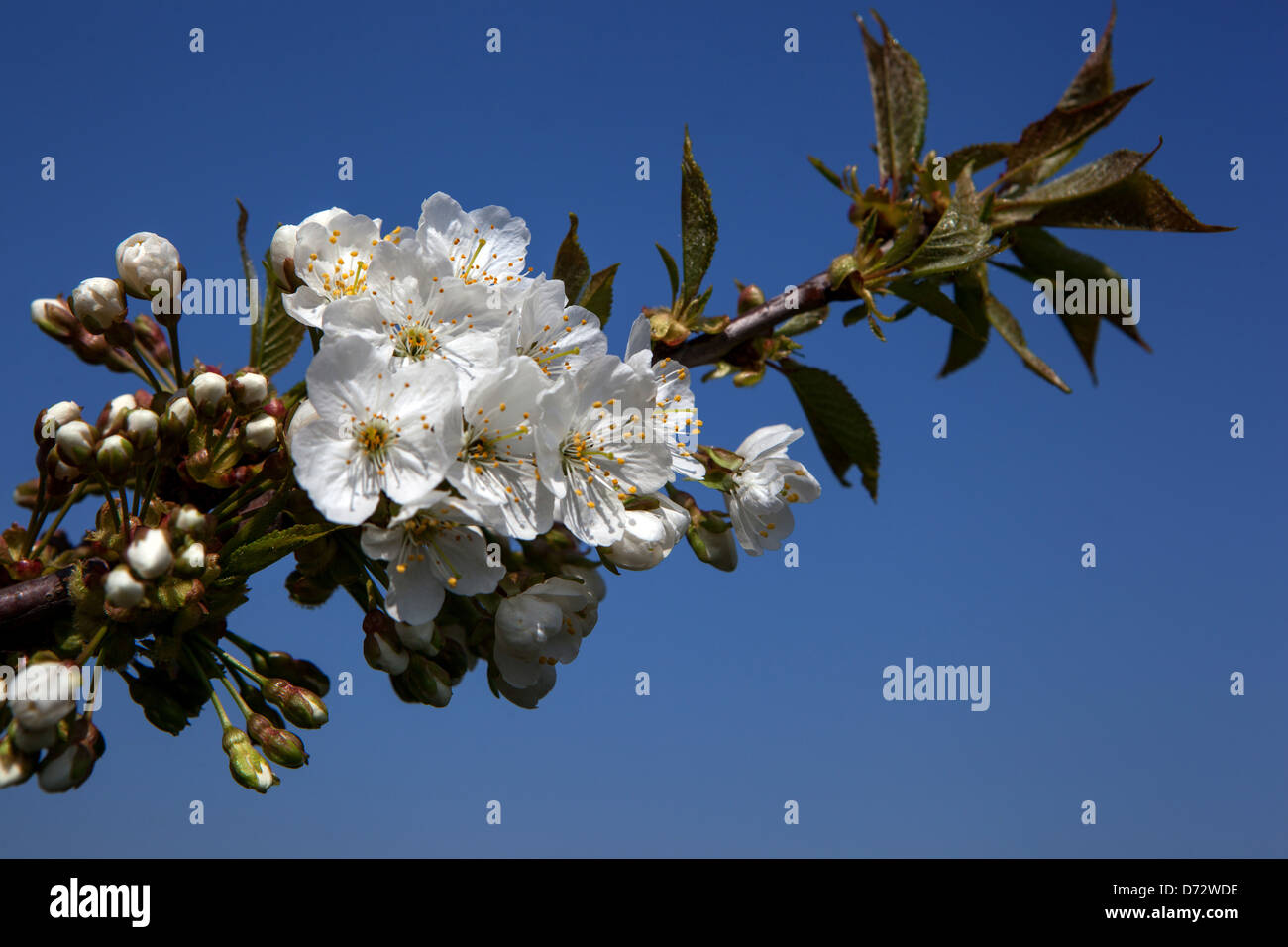Close Up of Blossoms on a branch in Early Spring Blossoming flower on tree Stock Photo