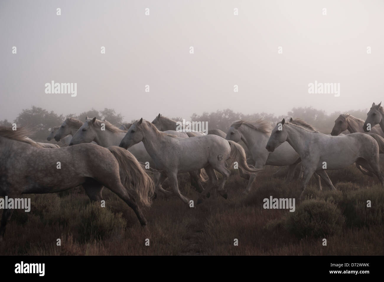 Herd of Camargue horses running across the heathery shrubland at dawn Stock Photo