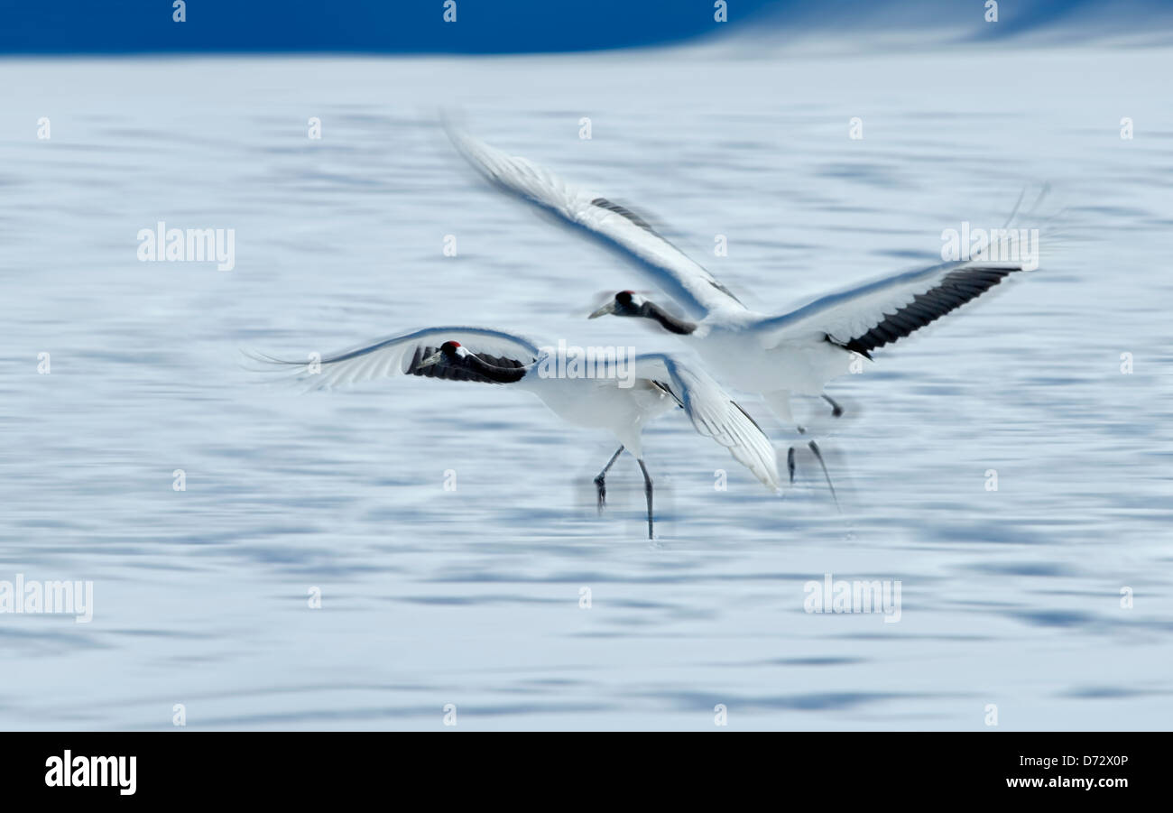 Japanese Cranes flying, Kushiro, Hokkaido, Japan Stock Photo Alamy