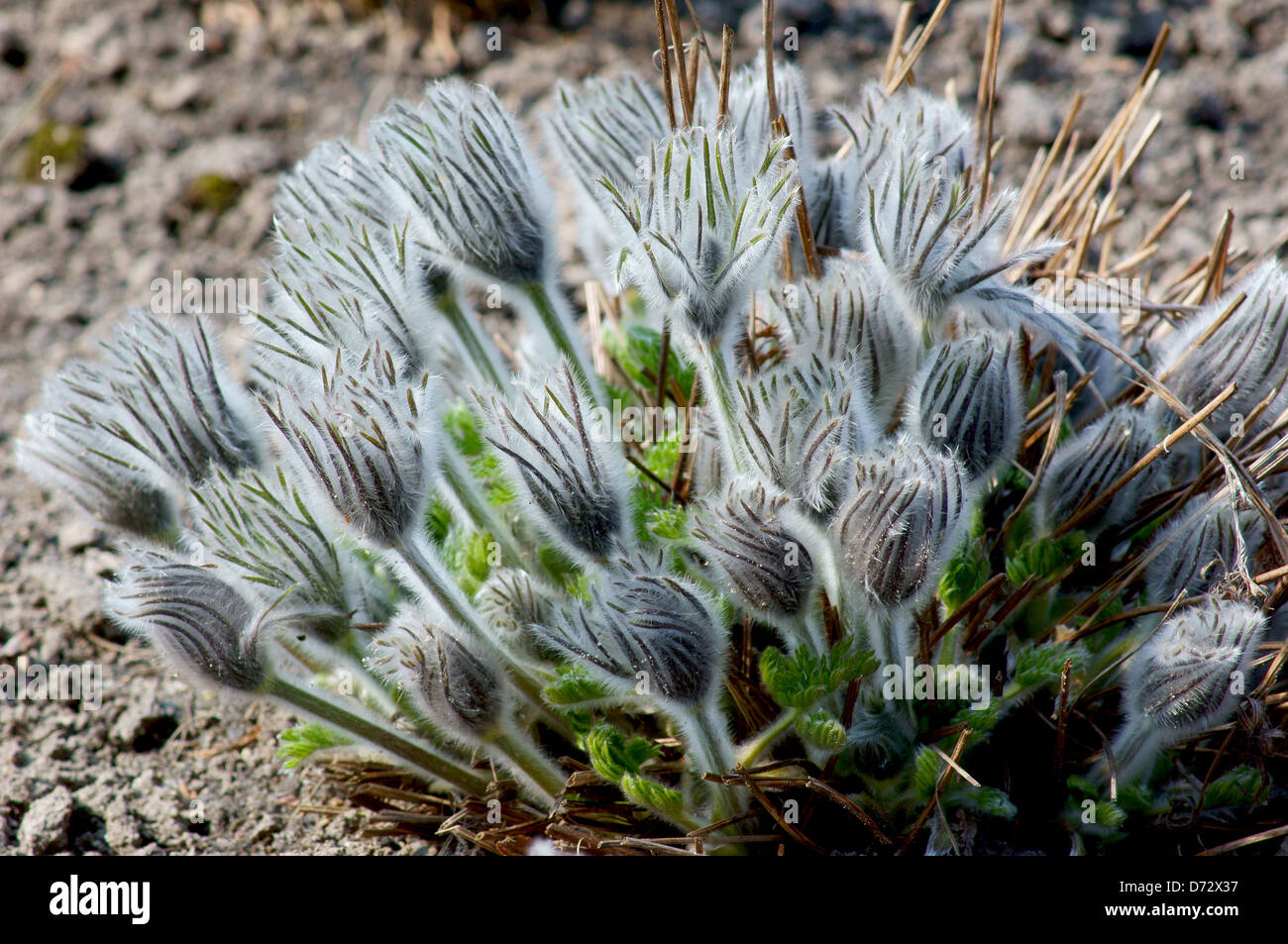 Budding pasque flowers Pulsatilla vulgaris Stock Photo