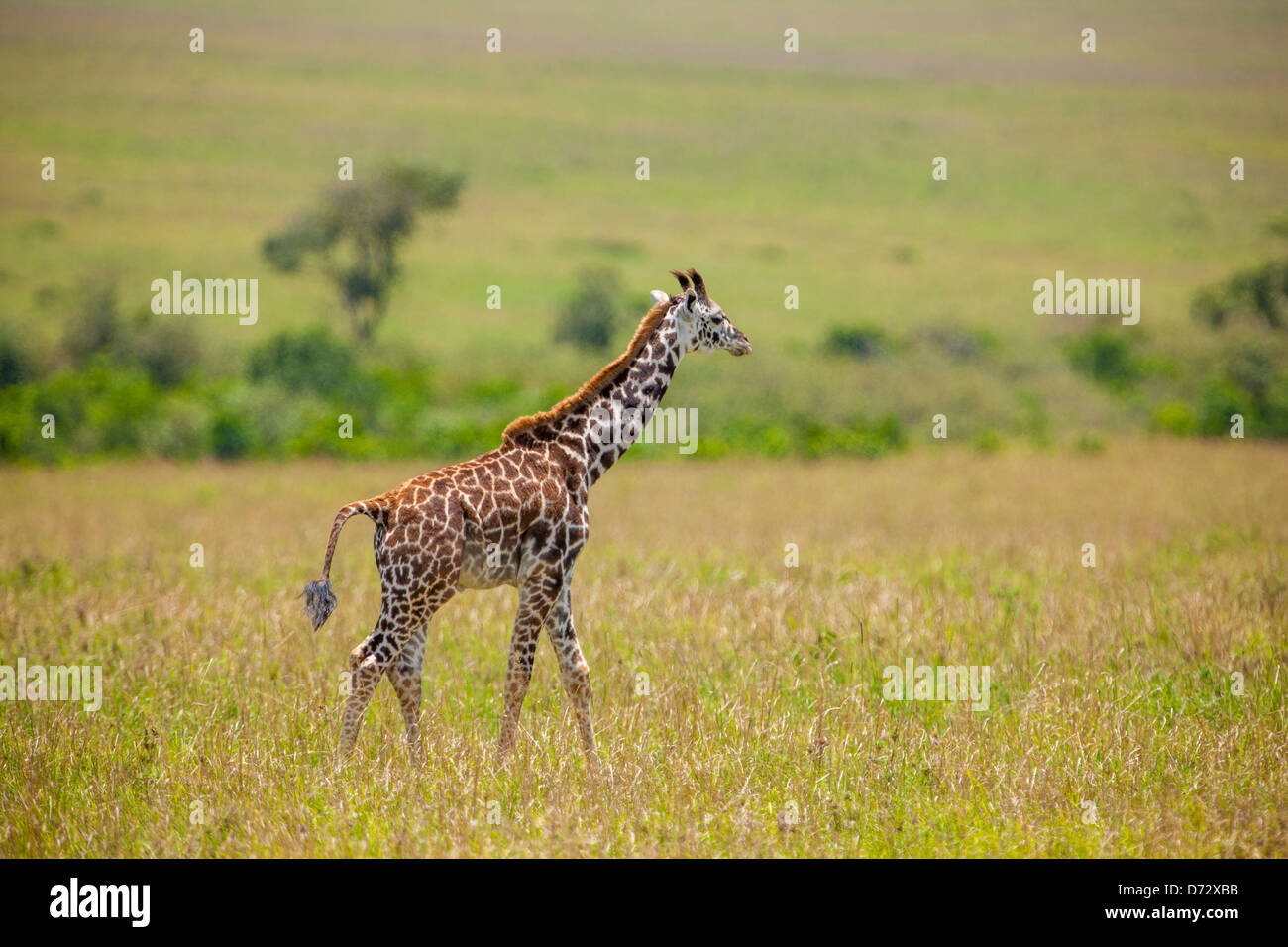 Young Giraffe Stock Photo