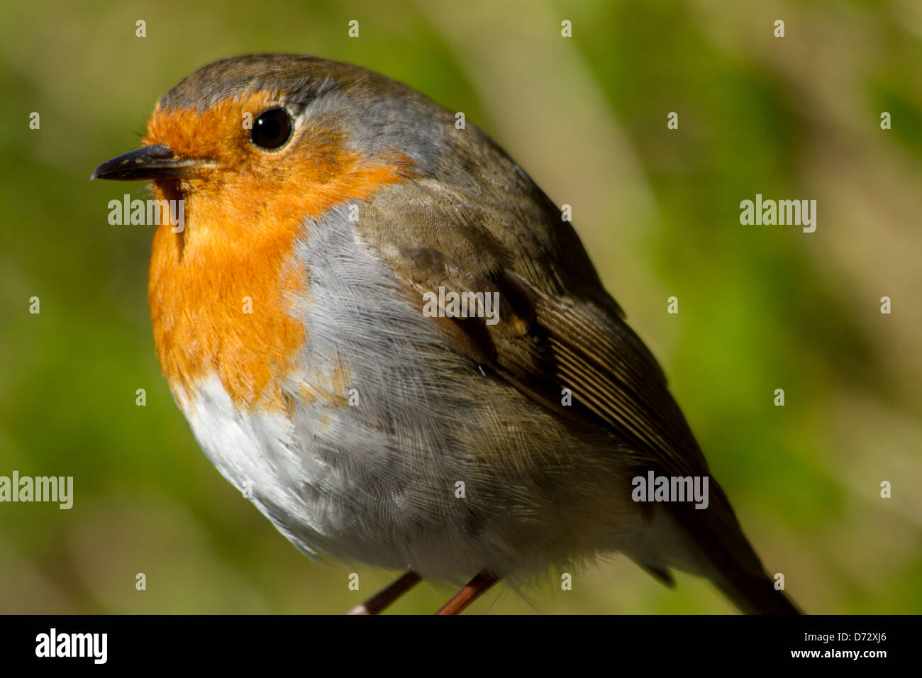 Robin on bird feeder Stock Photo - Alamy