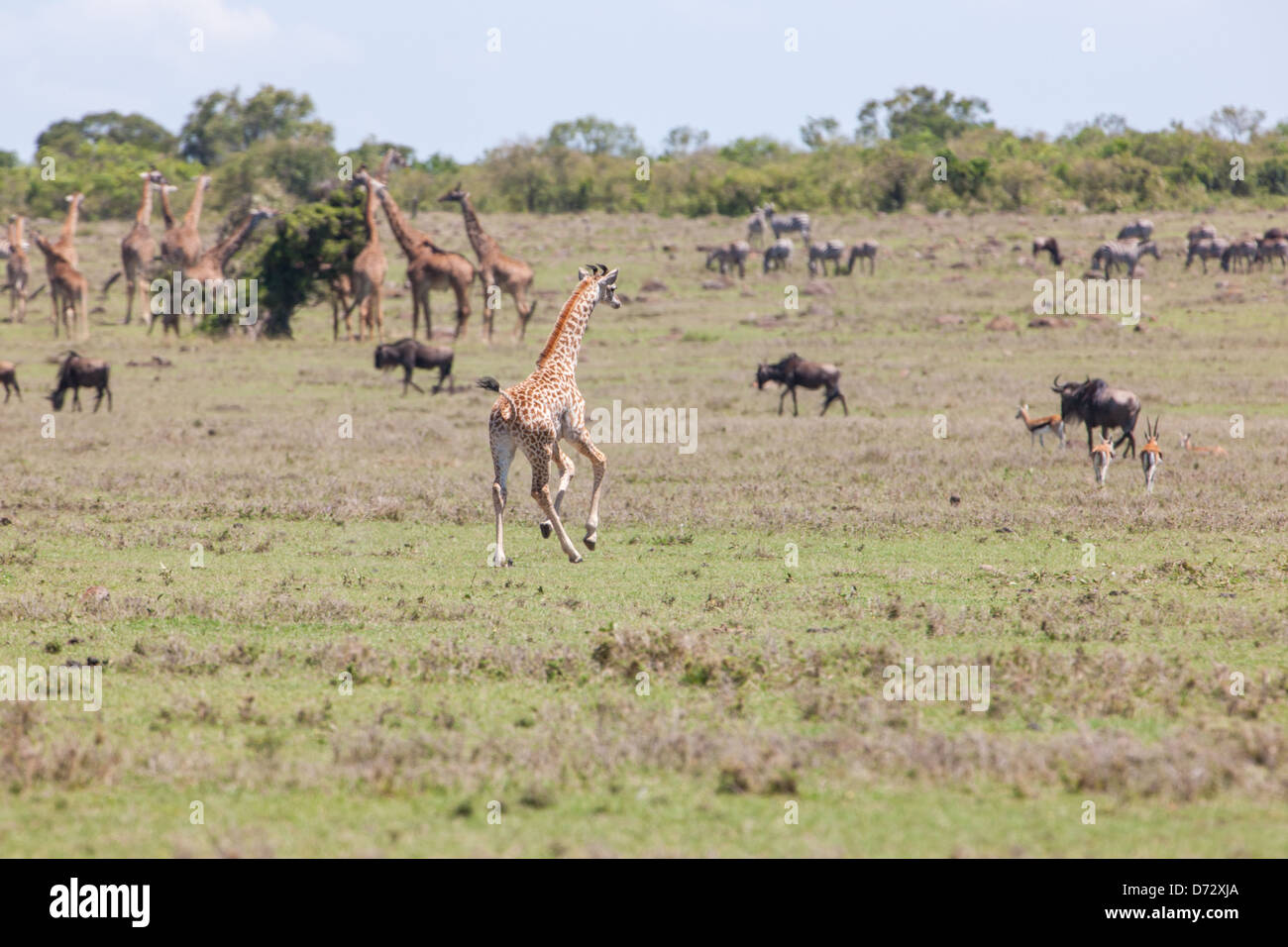 Giraffe herd running hi-res stock photography and images - Alamy
