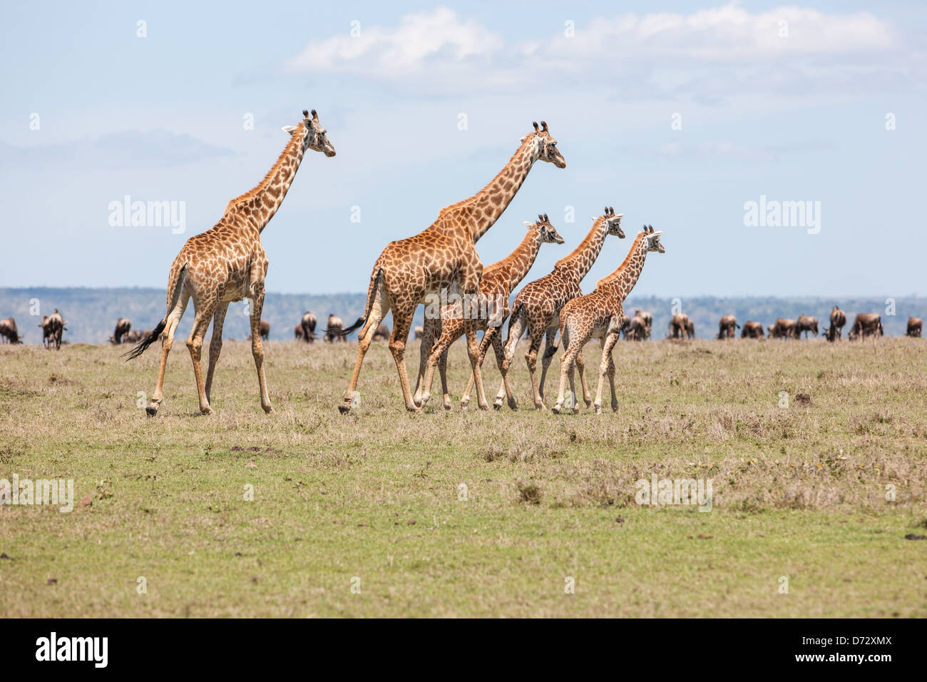 Giraffe Family Hi res Stock Photography And Images Alamy giraffe-family-hi-res-stock-photography-and-images-alamy