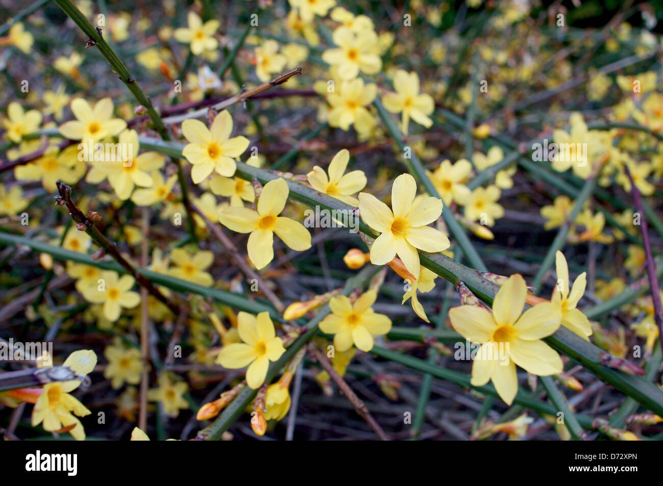 Jasminum nudiflorum winter hires stock photography and images Alamy