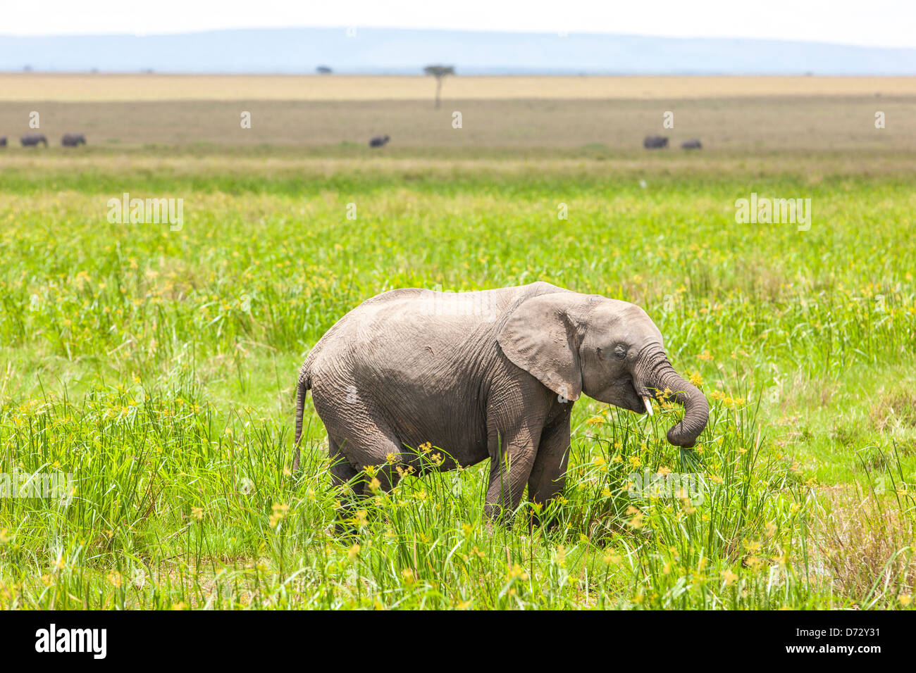 Elephant Calf feeding Stock Photo Alamy