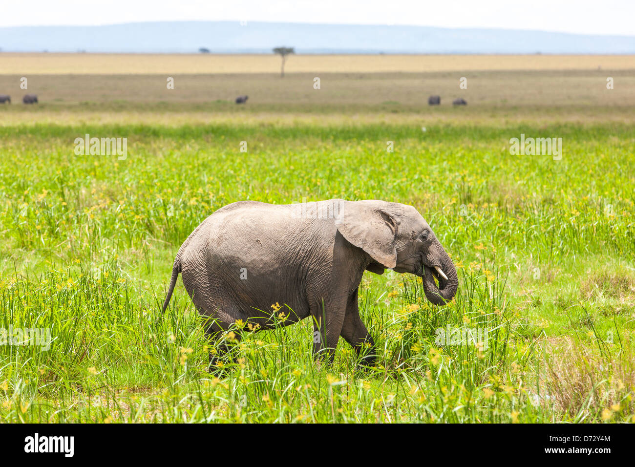 Young Elephant feeding Stock Photo Alamy