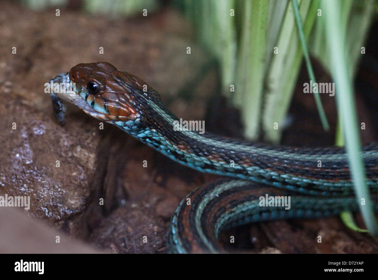 San Francisco Garter Snake (thamnophis sirtalis tetrataenia) eating fish Stock Photo