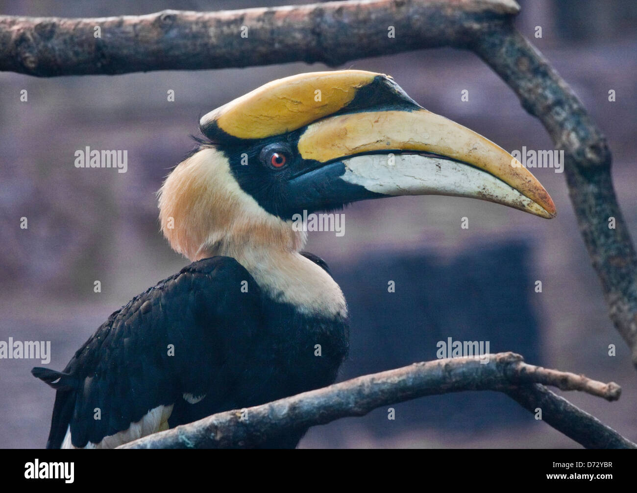 Great Hornbill (buceros bicornis) Stock Photo