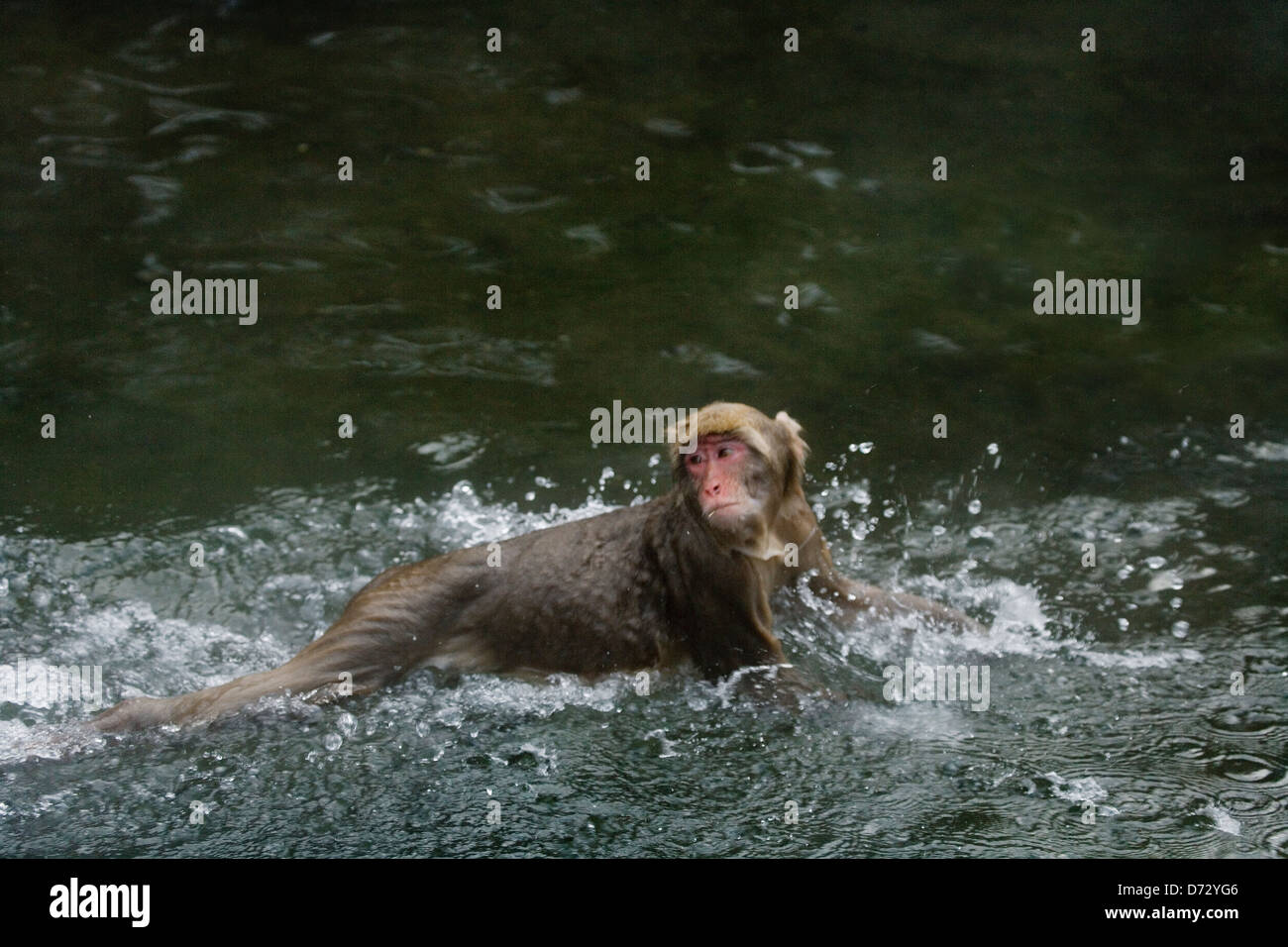 Japanese snow monkey in hotspring, Nagano, Japan Stock Photo