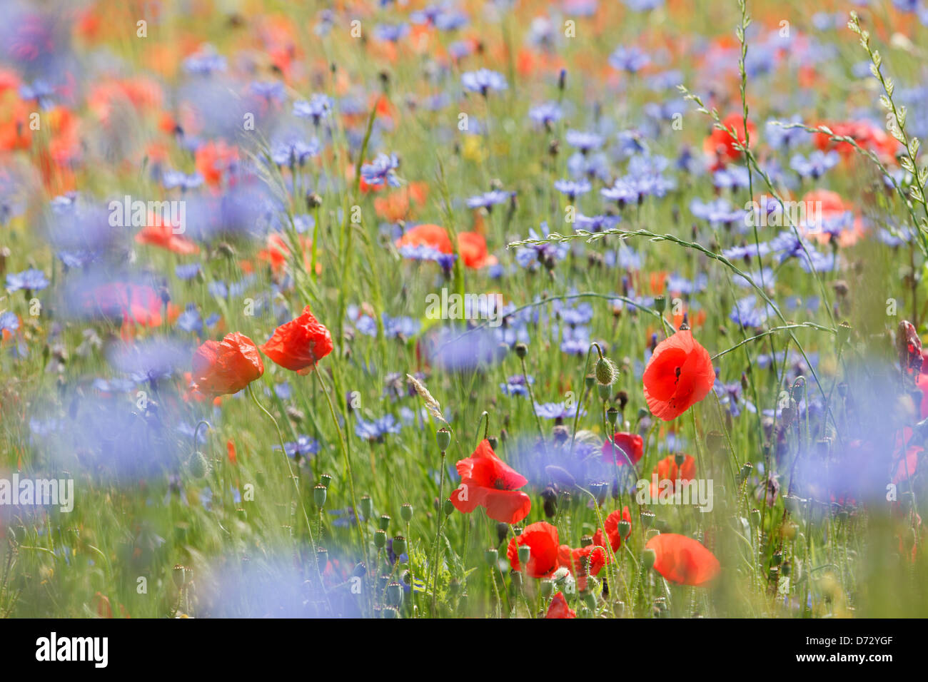 Bad Saulgau, Germany, blooming summer meadow Stock Photo