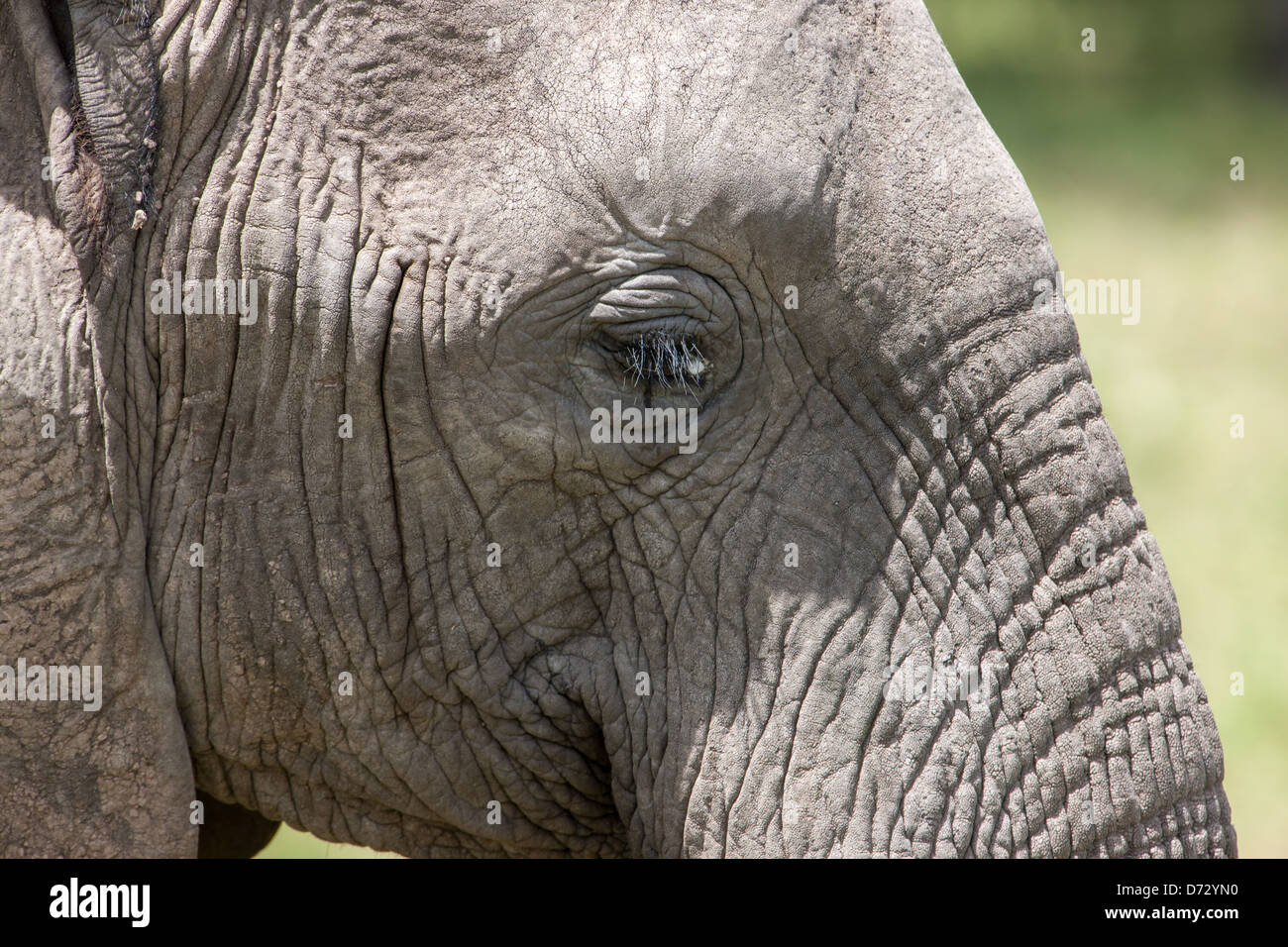 Close-up of Elephant Stock Photo - Alamy