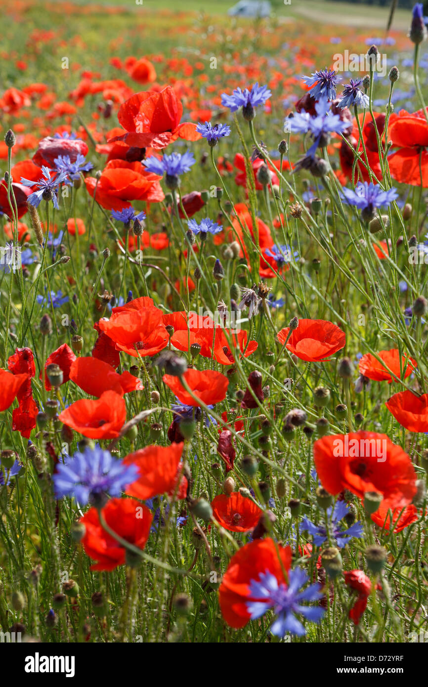 Bad Saulgau, Germany, blooming summer meadow Stock Photo
