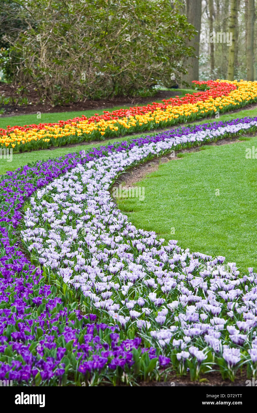spring flowering bulbs at the keukenhof gardens, holland stock photo