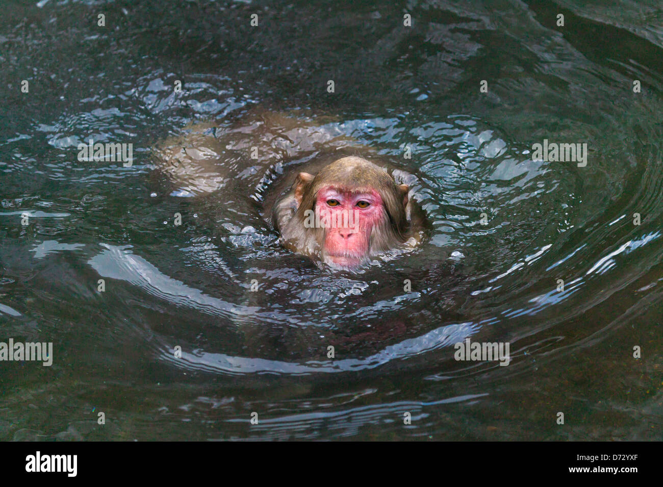 Japanese snow monkey in hotspring, Nagano, Japan Stock Photo