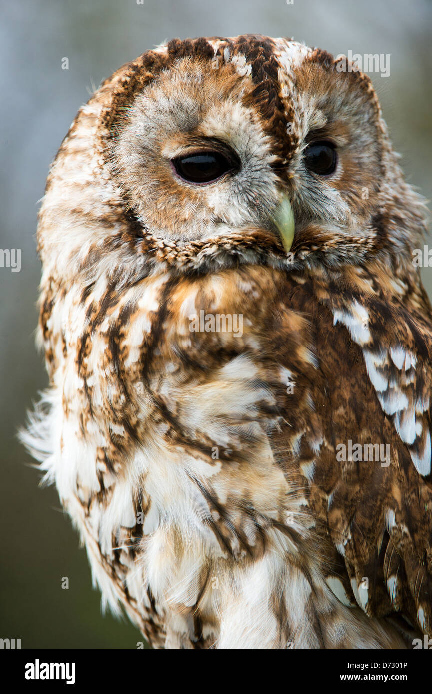 tawny owl close up portrait Stock Photo 55999602 Alamy tawny owl close up portrait Stock Photo 55999602 Alamy