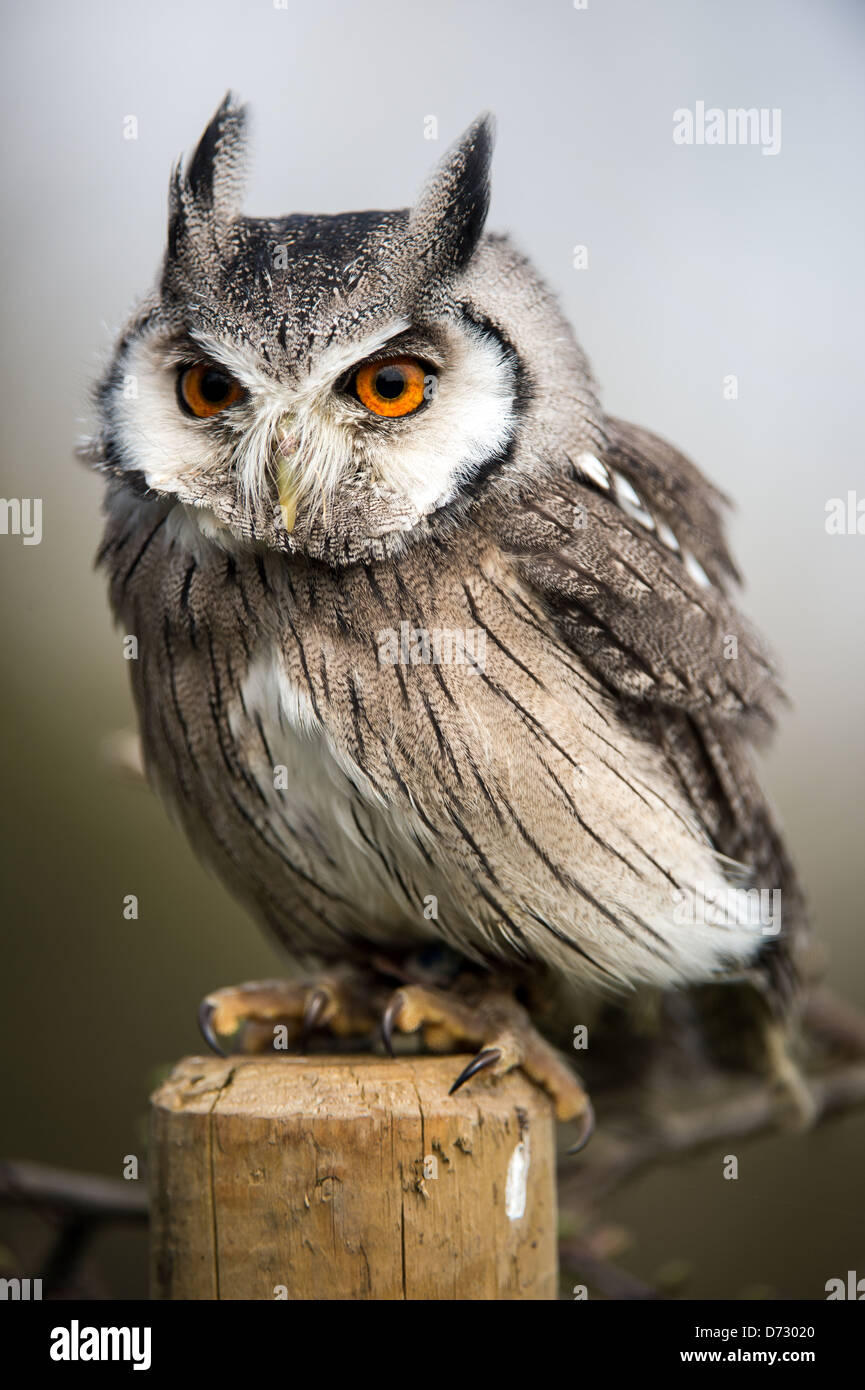white faced scops owl perched on a wooden stump Stock Photo