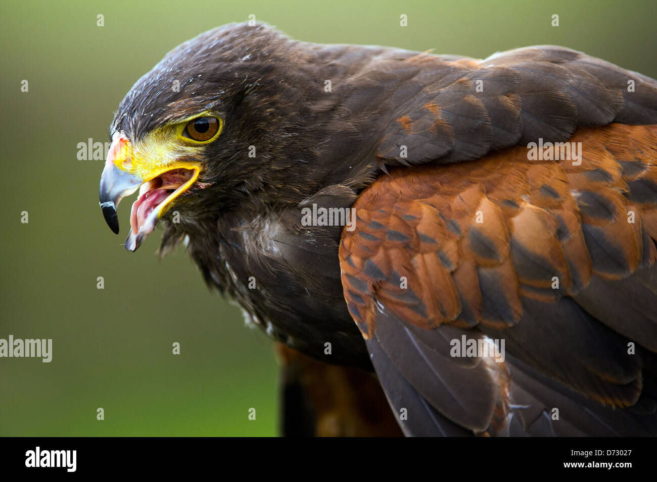 harris hawk close up against a blurred green background Stock Photo