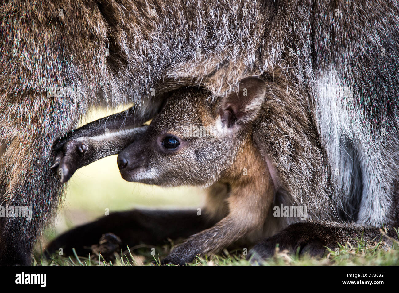 baby wallaby emerging from mother's pouch Stock Photo