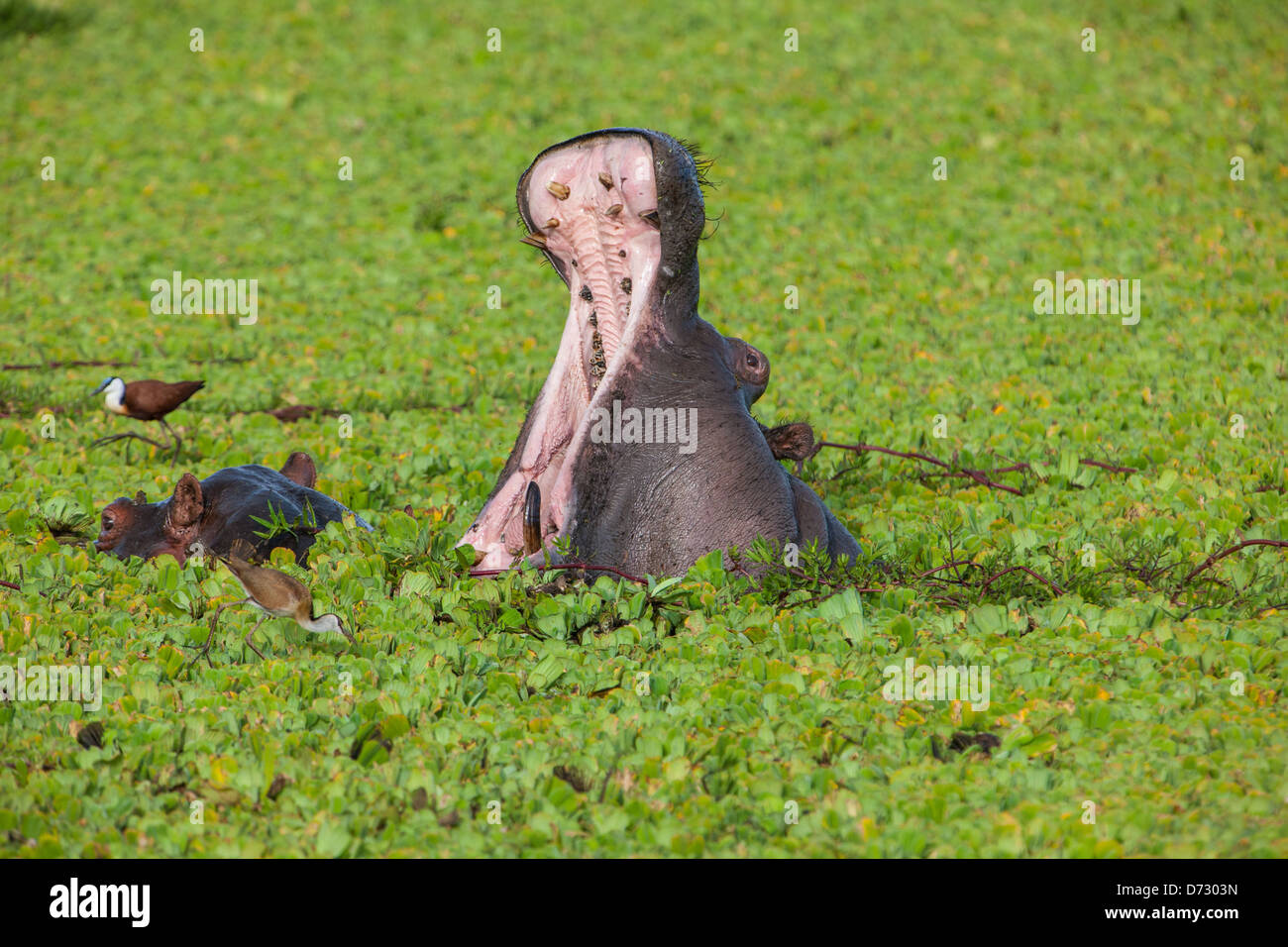 Hippo with mouth wide open Stock Photo Alamy