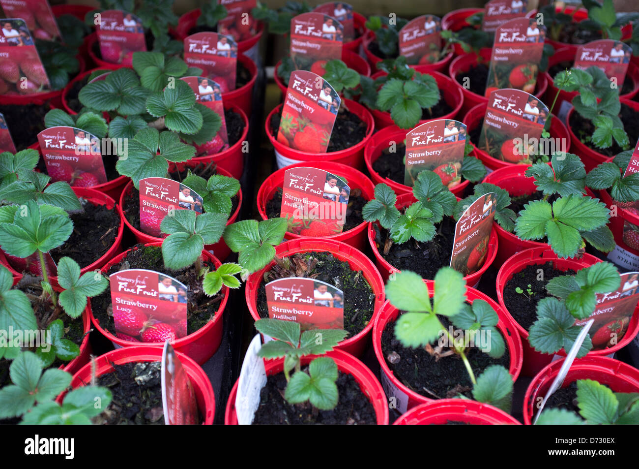 Strawberry plants for sale hires stock photography and images Alamy