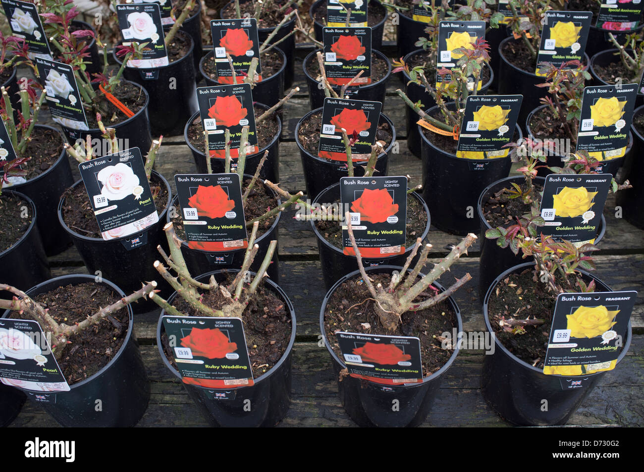 Rose Plants on sale at Garden Centre Stock Photo Alamy