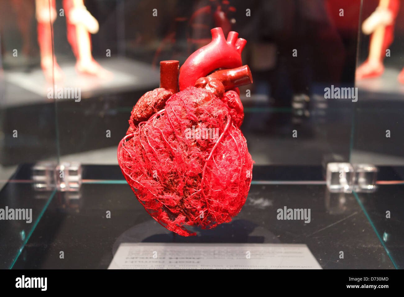 Berlin, Germany, Gefaessgestalt of the human heart in the Body Worlds exhibition by Gunther von Hagens Stock Photo