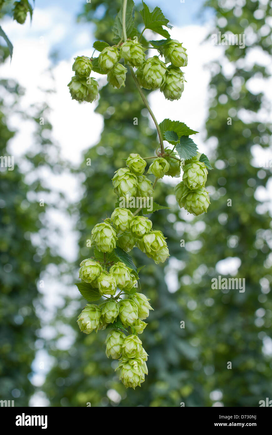 Hop bind hi-res stock photography and images - Alamy