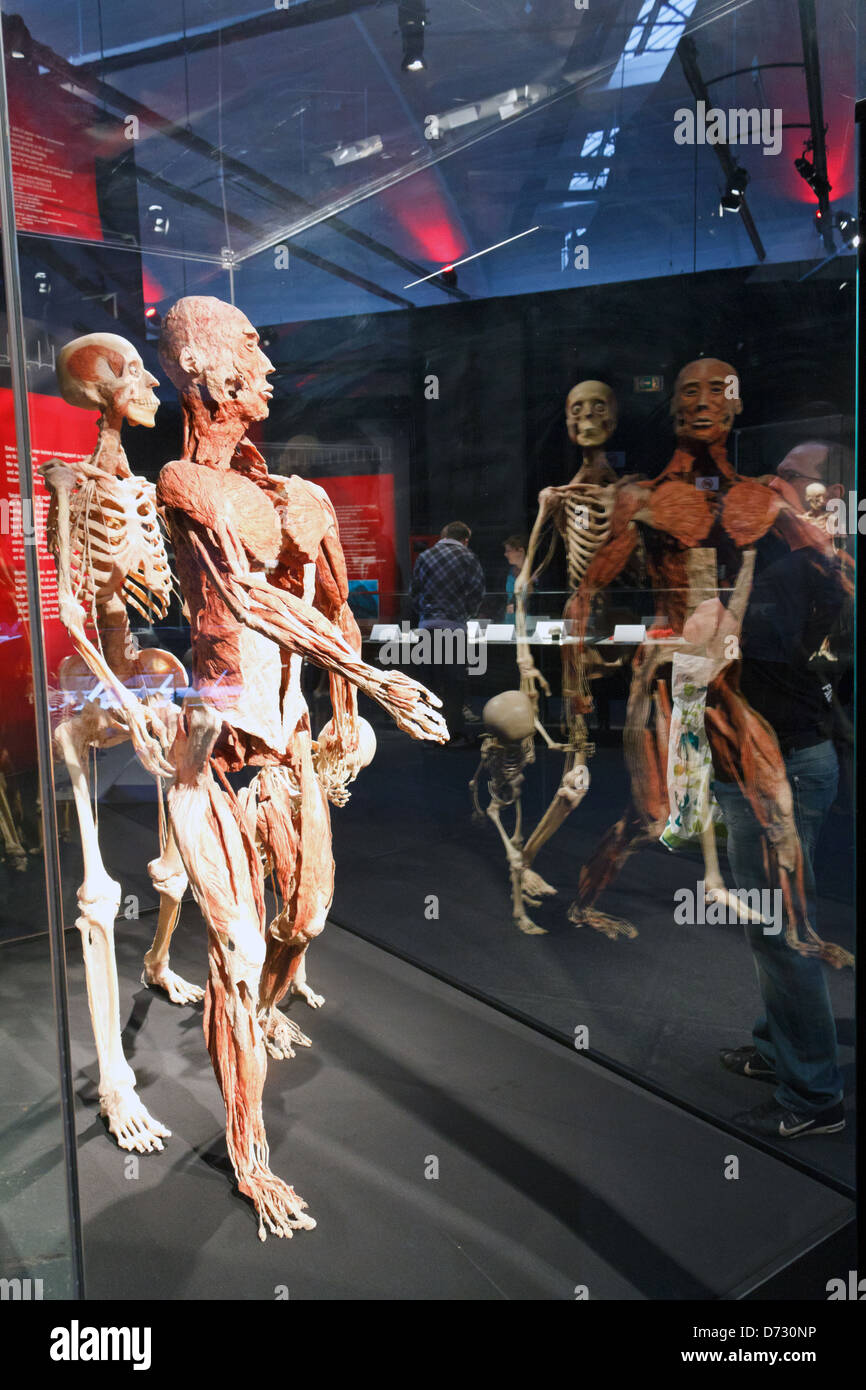 Berlin, Germany, Plastinationen a family on the Body Worlds exhibition by Gunther von Hagens Stock Photo