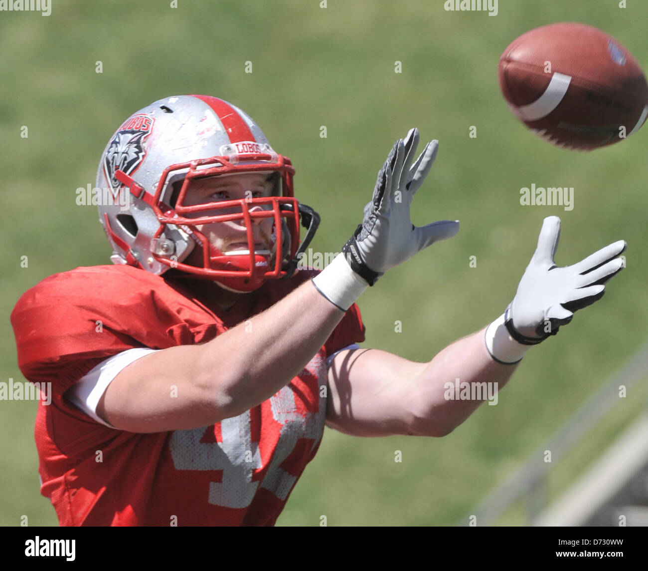 April 27, 2013 - Albuquerque, NEW MEXICO, U.S. - Greg Sorber -- UNM tight end Chris Edling, 48, catches a pass in practice on Saturday, April 27, 2013. (Credit Image: © Greg Sorber/Albuquerque Journal/ZUMAPRESS.com) Stock Photo
