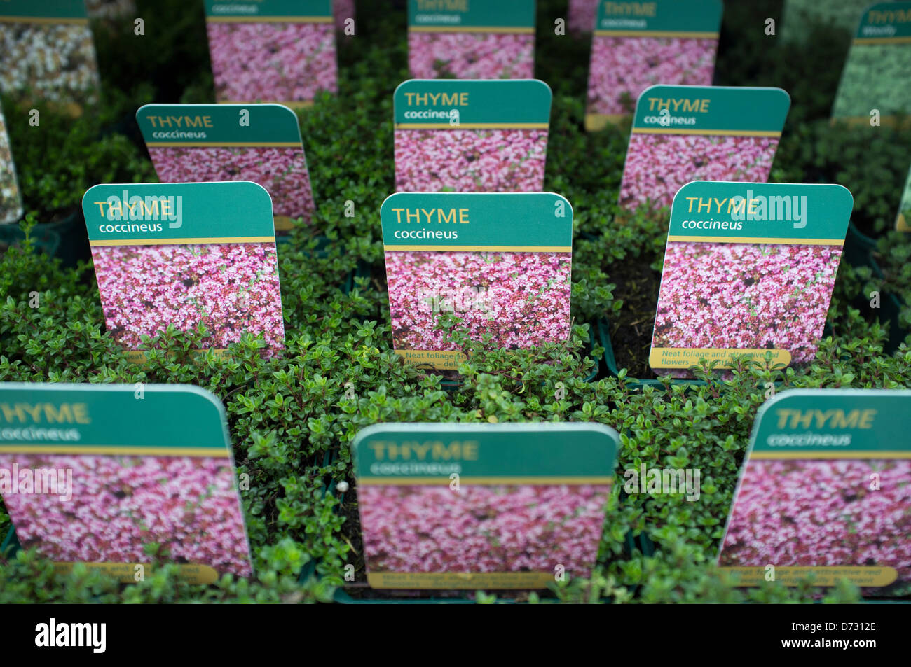 Plants For Sale Stock Photos & Plants For Sale Stock Images Alamy