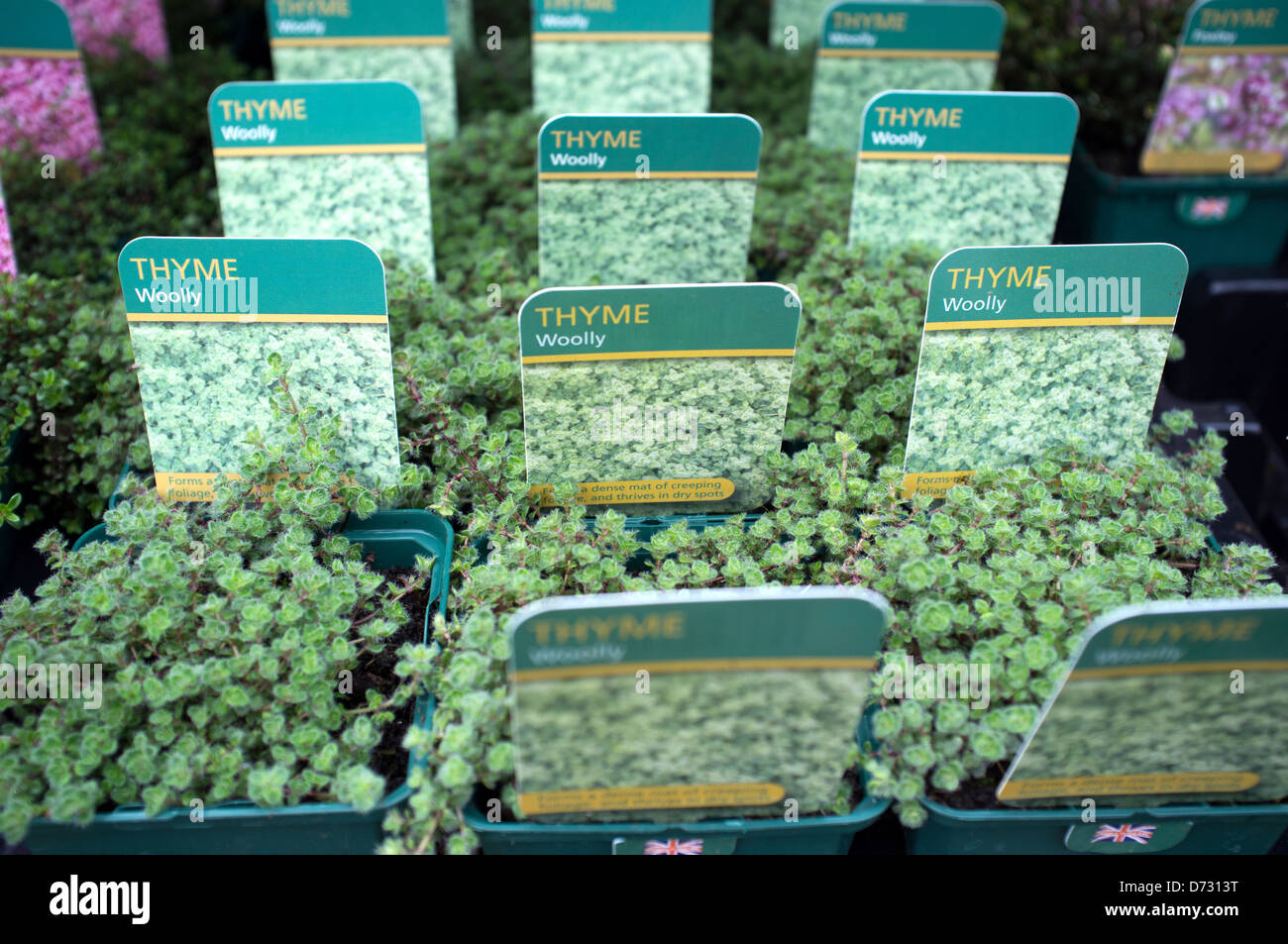 Woolly Thyme on sale at Garden Centre Stock Photo Alamy