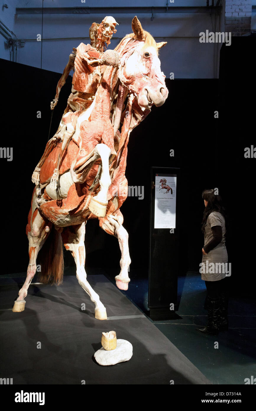 Berlin, Germany, plastination Rearing Horse with Rider at the exhibition by Gunther von Hagens' Body Worlds Stock Photo