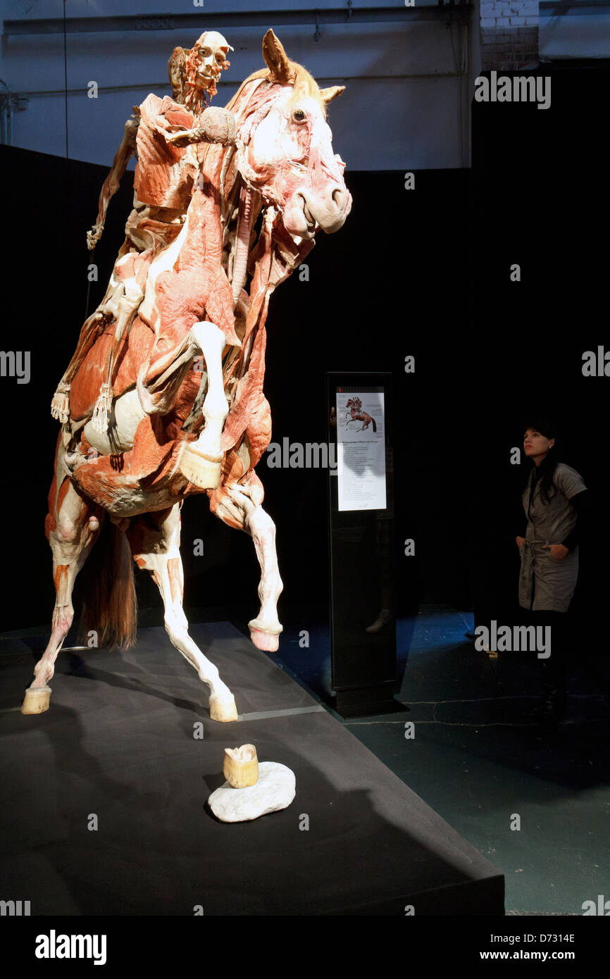 Berlin, Germany, plastination Rearing Horse with Rider at the exhibition by Gunther von Hagens' Body Worlds Stock Photo