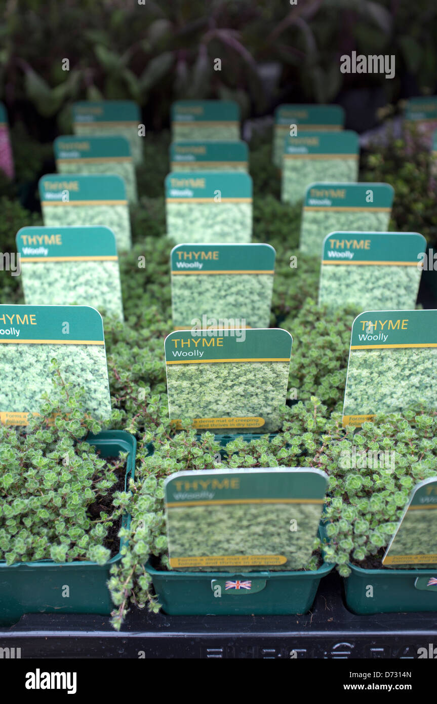 Woolly thyme hires stock photography and images Alamy