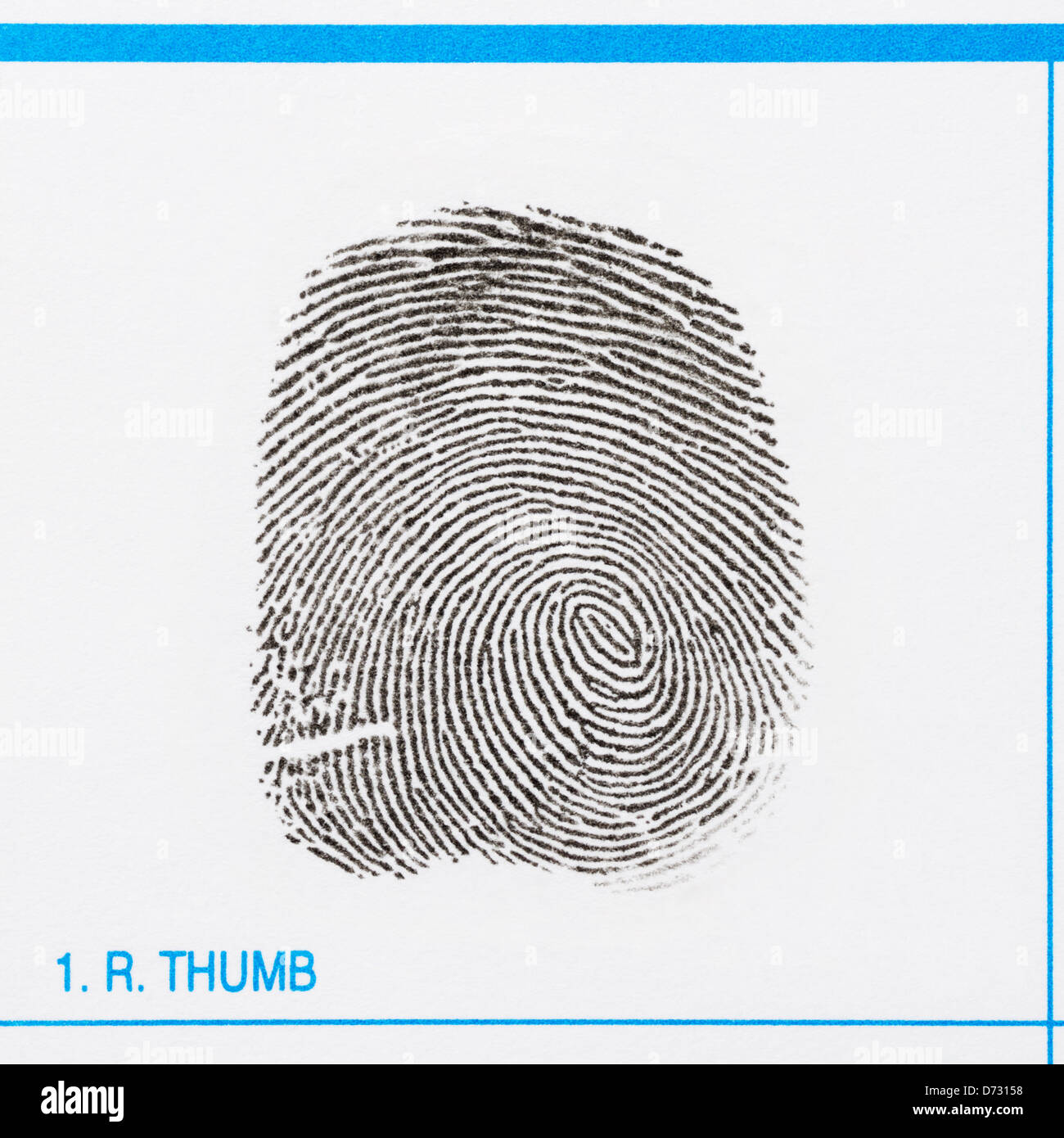 Thumbprint of a right thumb showing a whorl and various minutiae Stock Photo