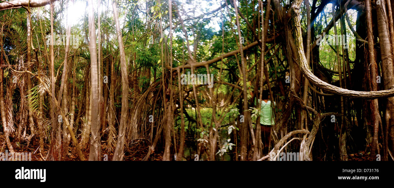 a maze of vines in the Amazon rainforest Stock Photo Alamy