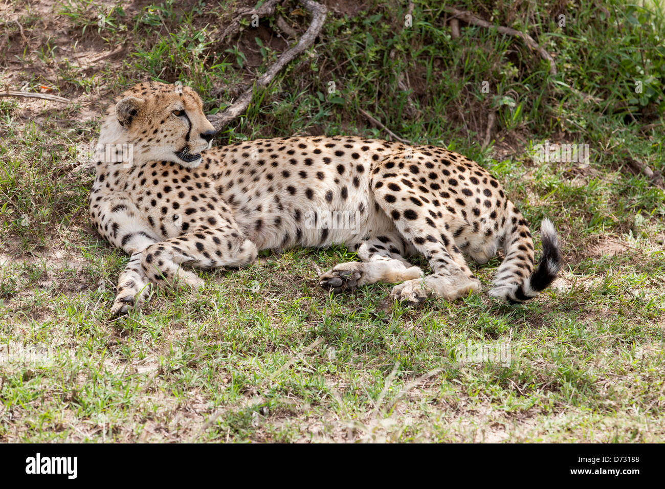 Cheetah resting under tree Stock Photo