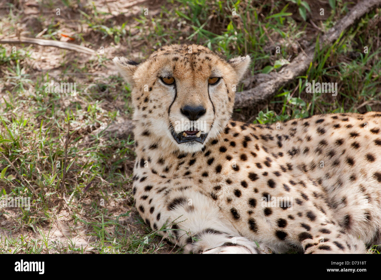 Cheetah resting under treev Stock Photo